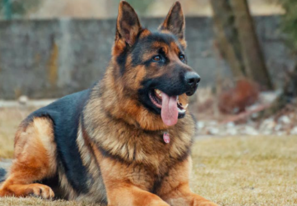 16 ottobre, giornata del cane